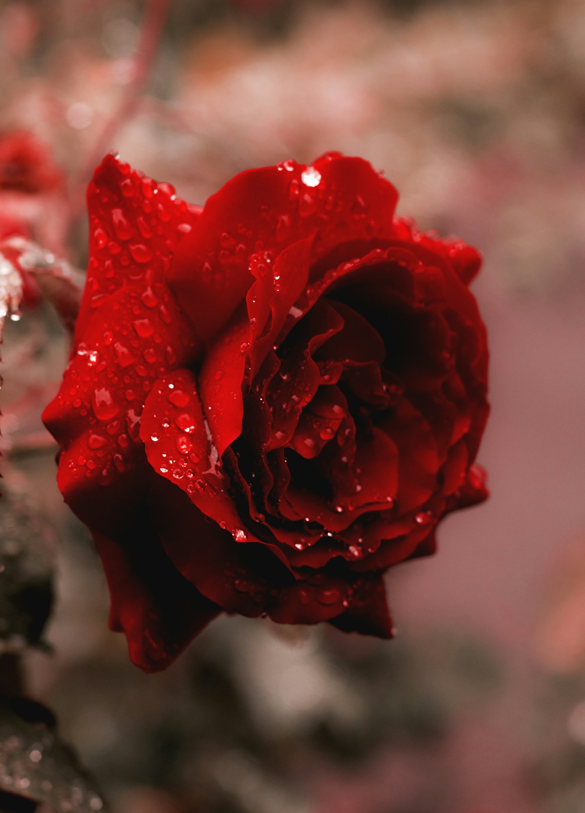 Wholesale flowers and floral arrangements