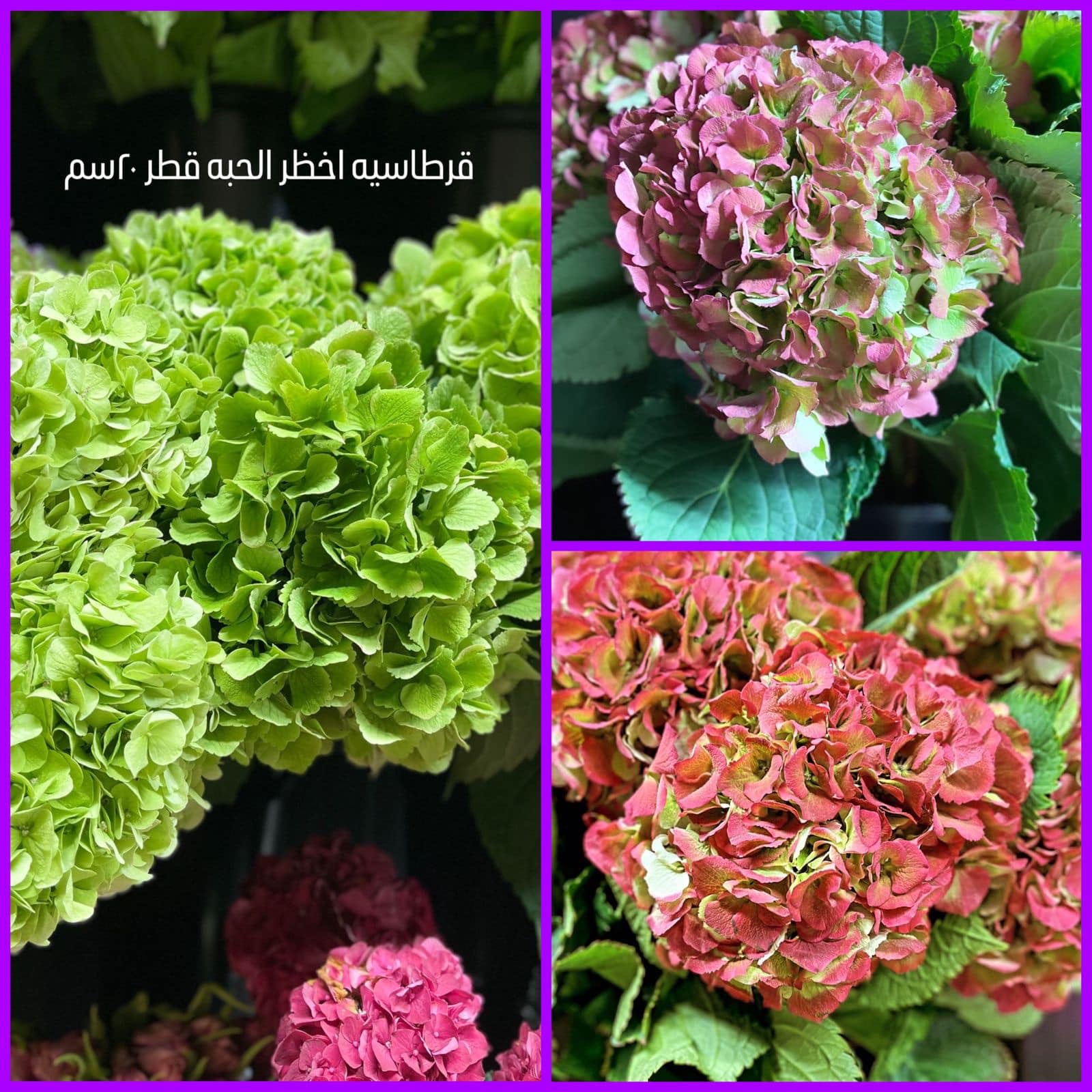 باقة عيد ميلاد 3