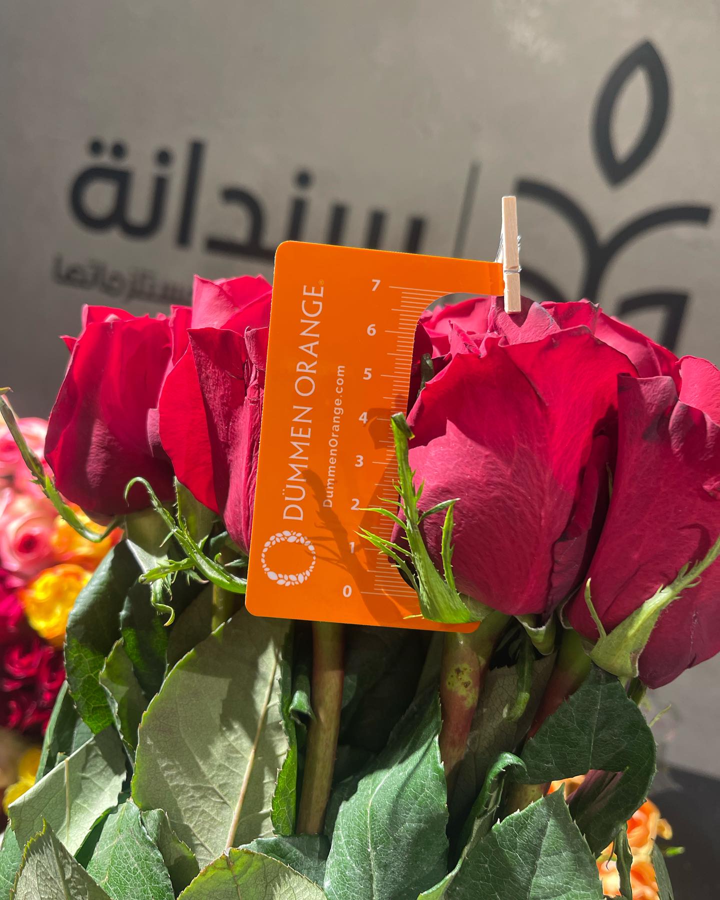 باقة وصلات جديدة 1