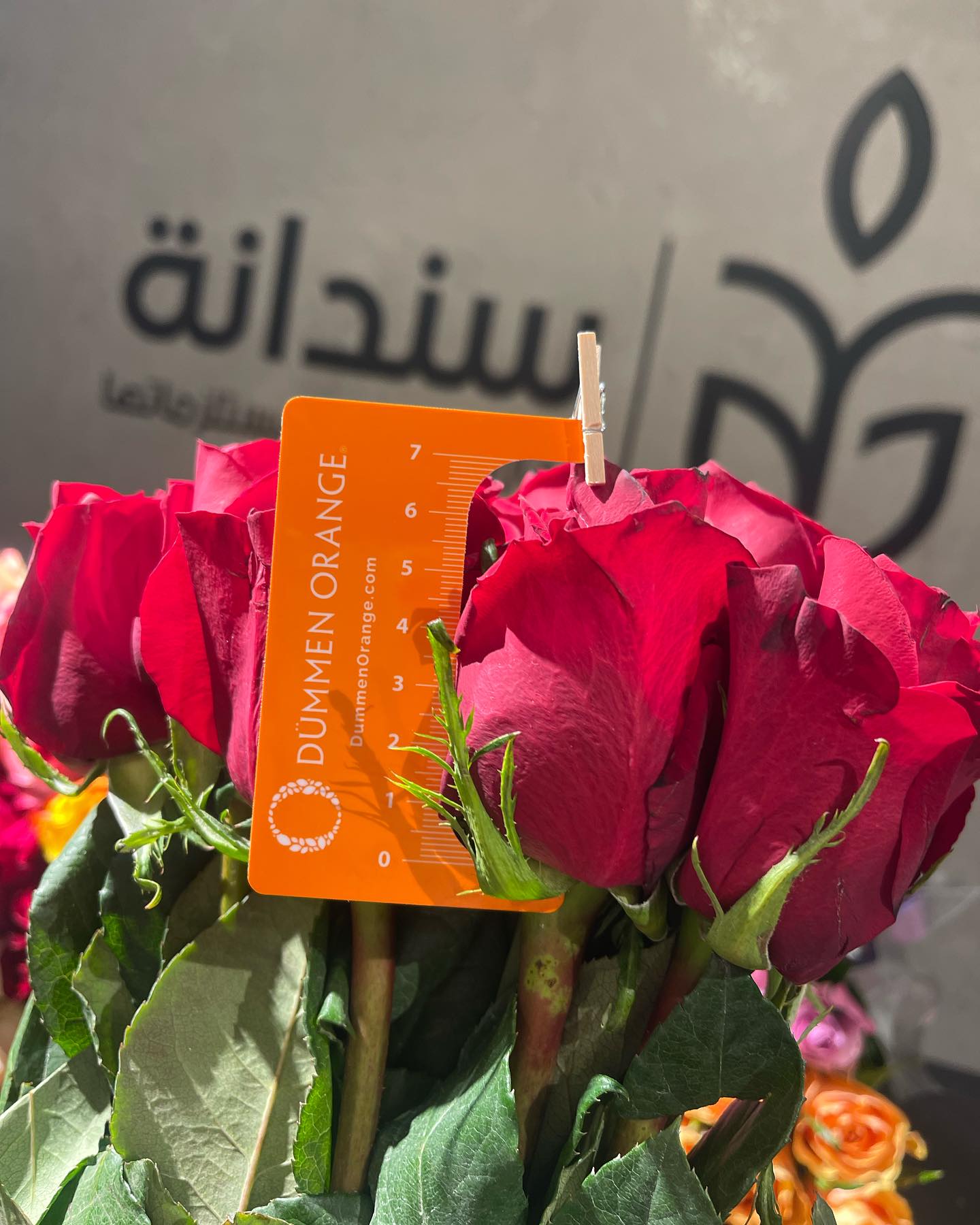 باقة وصلات جديدة 3